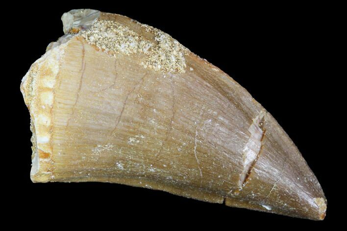 Mosasaur (Prognathodon) Tooth - Morocco #101075